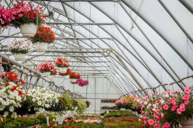 Sıralar halinde çiçek açan bitkiler ve asılı sepetler seranın içinde canlı bir şekilde açar, düzgünce etiketlenmiş bölümler ve yemyeşil alanlar.