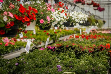 Sıralar halinde çiçek açan bitkiler ve asılı sepetler seranın içinde canlı bir şekilde açar, düzgünce etiketlenmiş bölümler ve yemyeşil alanlar.