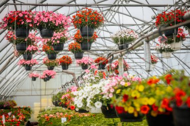 Sıralar halinde çiçek açan bitkiler ve asılı sepetler seranın içinde canlı bir şekilde açar, düzgünce etiketlenmiş bölümler ve yemyeşil alanlar.