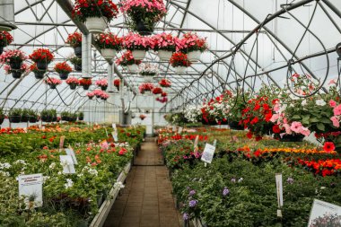 Sıralar halinde çiçek açan bitkiler ve asılı sepetler seranın içinde canlı bir şekilde açar, düzgünce etiketlenmiş bölümler ve yemyeşil alanlar.
