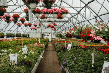 Sıralar halinde çiçek açan bitkiler ve asılı sepetler seranın içinde canlı bir şekilde açar, düzgünce etiketlenmiş bölümler ve yemyeşil alanlar.