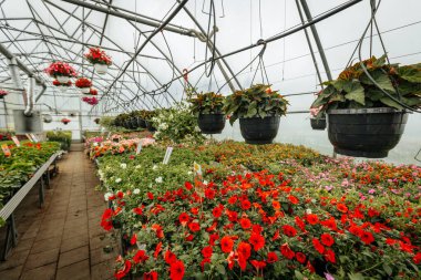 Sıralar halinde çiçek açan bitkiler ve asılı sepetler seranın içinde canlı bir şekilde açar, düzgünce etiketlenmiş bölümler ve yemyeşil alanlar.