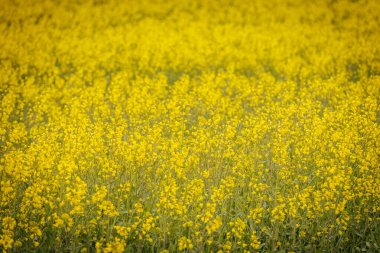 Parlak sarı kolza tohumu çiçeklerinden oluşan canlı bir yakın plan, yayılan altın bir tarlanın yumuşak odak zeminine kurulmuş..