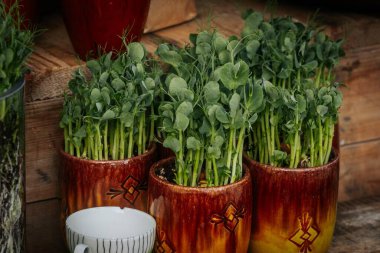 Şeffaf ve seramik kaplarda yetişen yeşil filizler, ayrıntılı kökleri ve canlı yaprakları gösteriyor, doğal yeşil arka planda, ahşap bir yüzeyde sergileniyor..