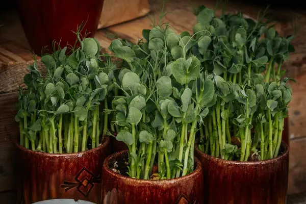 Şeffaf ve seramik kaplarda yetişen yeşil filizler, ayrıntılı kökleri ve canlı yaprakları gösteriyor, doğal yeşil arka planda, ahşap bir yüzeyde sergileniyor..