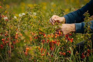 Yeşillik ve çiçeklerle çevrili vahşi bir çayırda çiçek açan ayva çiçeklerinden portakal toplayan insanlar..