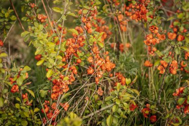 Uzun yabani otların arasına yerleşmiş canlı portakal çiçekleriyle kaplı bir ayva çalısı yakın plan, bir bahar ya da yaz çiçeğini işaret ediyor..