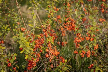 Uzun yabani otların arasına yerleşmiş canlı portakal çiçekleriyle kaplı bir ayva çalısı yakın plan, bir bahar ya da yaz çiçeğini işaret ediyor..