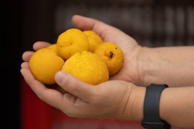 Elinde birkaç küçük, donmuş sarı ayva tutan bir insanın yakın çekimi meyvelerin dokusunu ve donma detaylarını gözler önüne seriyor..