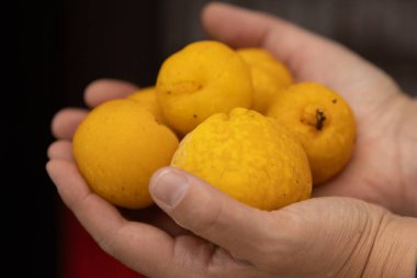 Elinde birkaç küçük, donmuş sarı ayva tutan bir insanın yakın çekimi meyvelerin dokusunu ve donma detaylarını gözler önüne seriyor..