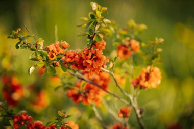 Çiçekli bıldırcın çalısı üzerinde canlı portakal çiçekleri yumuşak odaklı arka planda bitkinin narin yapraklarını ve taze yeşil yapraklarını sergiliyor..
