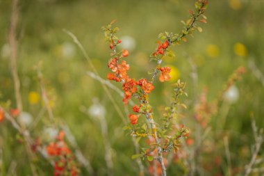 Uzun yabani otların arasına yerleşmiş canlı portakal çiçekleriyle kaplı bir ayva çalısı yakın plan, bir bahar ya da yaz çiçeğini işaret ediyor..