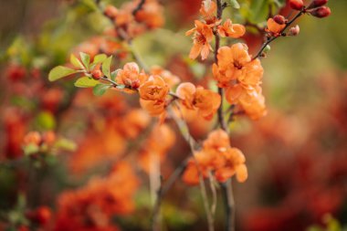 Çiçekli bıldırcın çalısı üzerinde canlı portakal çiçekleri yumuşak odaklı arka planda bitkinin narin yapraklarını ve taze yeşil yapraklarını sergiliyor..