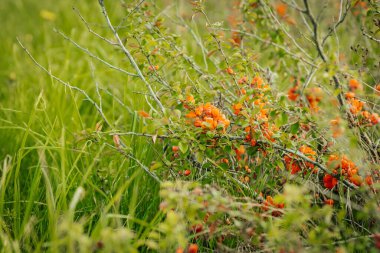 Uzun yabani otların arasına yerleşmiş canlı portakal çiçekleriyle kaplı bir ayva çalısı yakın plan, bir bahar ya da yaz çiçeğini işaret ediyor..