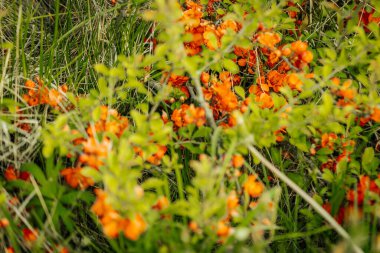 Uzun yabani otların arasına yerleşmiş canlı portakal çiçekleriyle kaplı bir ayva çalısı yakın plan, bir bahar ya da yaz çiçeğini işaret ediyor..