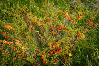 Uzun yabani otların arasına yerleşmiş canlı portakal çiçekleriyle kaplı bir ayva çalısı yakın plan, bir bahar ya da yaz çiçeğini işaret ediyor..