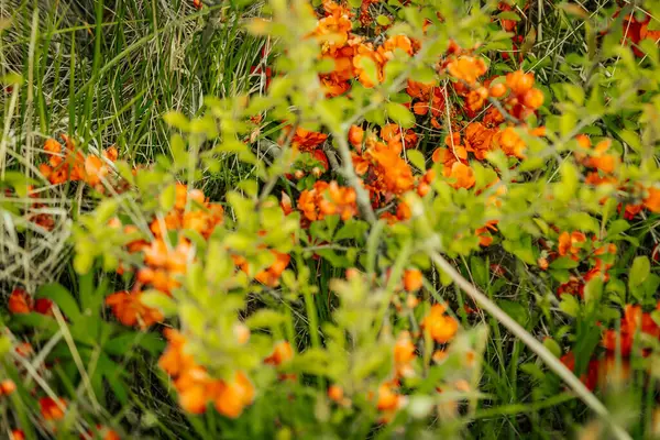 Uzun yabani otların arasına yerleşmiş canlı portakal çiçekleriyle kaplı bir ayva çalısı yakın plan, bir bahar ya da yaz çiçeğini işaret ediyor..