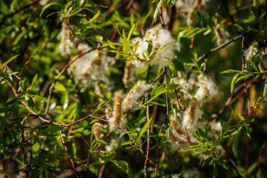 Güneş ışığı altında parlak yeşil yaprakların arasında kabarık beyaz tohumların fışkırdığı söğüt dalına yakın çekim.