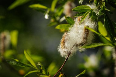 Güneş ışığı altında parlak yeşil yaprakların arasında kabarık beyaz tohumların fışkırdığı söğüt dalına yakın çekim.