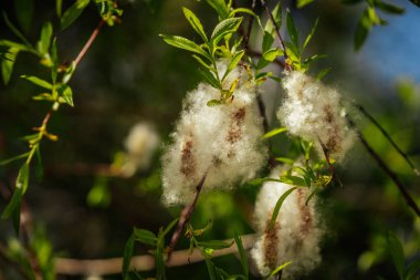 Güneş ışığı altında parlak yeşil yaprakların arasında kabarık beyaz tohumların fışkırdığı söğüt dalına yakın çekim.