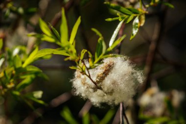 Güneş ışığı altında parlak yeşil yaprakların arasında kabarık beyaz tohumların fışkırdığı söğüt dalına yakın çekim.
