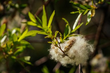 Güneş ışığı altında parlak yeşil yaprakların arasında kabarık beyaz tohumların fışkırdığı söğüt dalına yakın çekim.