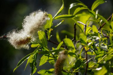 Güneş ışığı altında parlak yeşil yaprakların arasında kabarık beyaz tohumların fışkırdığı söğüt dalına yakın çekim.
