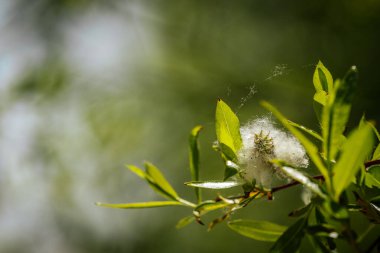 Güneş ışığı altında parlak yeşil yaprakların arasında kabarık beyaz tohumların fışkırdığı söğüt dalına yakın çekim.