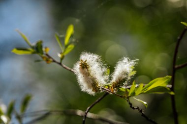 Güneş ışığı altında parlak yeşil yaprakların arasında kabarık beyaz tohumların fışkırdığı söğüt dalına yakın çekim.