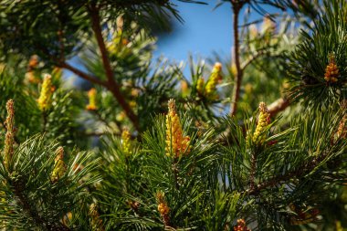 Titrek sarı çam tomurcukları ve yeşil iğnelerden oluşan bir makro çekim. Yumuşak, bulanık orman arka planına karşı sıcak güneş ışığıyla güzelce aydınlatılmış..