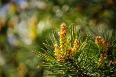 Titrek sarı çam tomurcukları ve yeşil iğnelerden oluşan bir makro çekim. Yumuşak, bulanık orman arka planına karşı sıcak güneş ışığıyla güzelce aydınlatılmış..