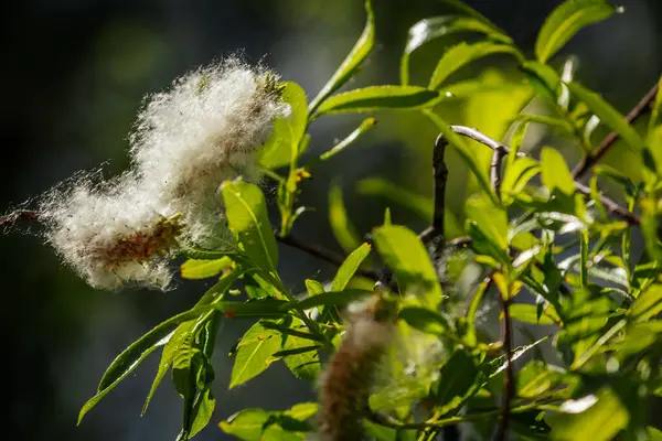 Güneş ışığı altında parlak yeşil yaprakların arasında kabarık beyaz tohumların fışkırdığı söğüt dalına yakın çekim.