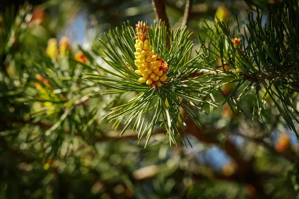 Titrek sarı çam tomurcukları ve yeşil iğnelerden oluşan bir makro çekim. Yumuşak, bulanık orman arka planına karşı sıcak güneş ışığıyla güzelce aydınlatılmış..