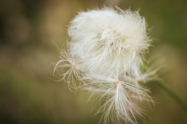 Yeşil bir çayırdaki bataklıkta pamuk çimenler