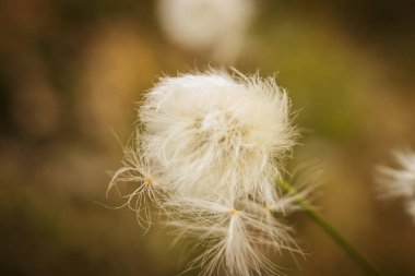 Yeşil bir çayırdaki bataklıkta pamuk çimenler