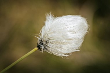 Yeşil bir çayırdaki bataklıkta pamuk çimenler