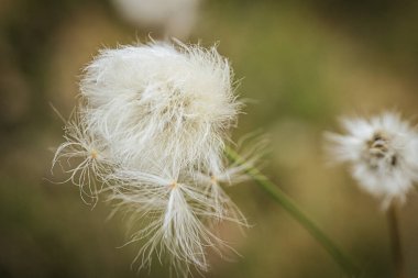 Yeşil bir çayırdaki bataklıkta pamuk çimenler