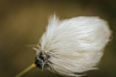 Yeşil bir çayırdaki bataklıkta pamuk çimenler