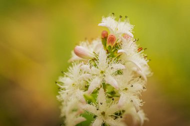 Narin, beyaz, püsküllü taç yaprakları ve pembe tomurcukları ile yeşil-sarı, bulanık bir arka plan üzerine kurulmuş Menyanthes çiçek kümesi.
