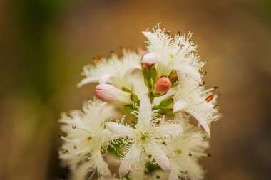 Narin, beyaz, püsküllü taç yaprakları ve pembe tomurcukları ile yeşil-sarı, bulanık bir arka plan üzerine kurulmuş Menyanthes çiçek kümesi.