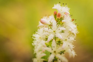 Narin, beyaz, püsküllü taç yaprakları ve pembe tomurcukları ile yeşil-sarı, bulanık bir arka plan üzerine kurulmuş Menyanthes çiçek kümesi.