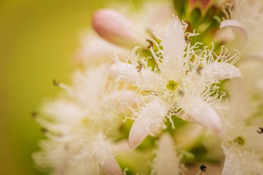 Narin, beyaz, püsküllü taç yaprakları ve pembe tomurcukları ile yeşil-sarı, bulanık bir arka plan üzerine kurulmuş Menyanthes çiçek kümesi.
