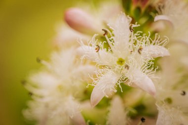 Narin, beyaz, püsküllü taç yaprakları ve pembe tomurcukları ile yeşil-sarı, bulanık bir arka plan üzerine kurulmuş Menyanthes çiçek kümesi.