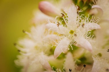 Narin, beyaz, püsküllü taç yaprakları ve pembe tomurcukları ile yeşil-sarı, bulanık bir arka plan üzerine kurulmuş Menyanthes çiçek kümesi.