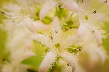Narin, beyaz, püsküllü taç yaprakları ve pembe tomurcukları ile yeşil-sarı, bulanık bir arka plan üzerine kurulmuş Menyanthes çiçek kümesi.