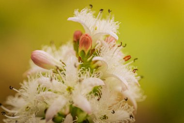 Narin, beyaz, püsküllü taç yaprakları ve pembe tomurcukları ile yeşil-sarı, bulanık bir arka plan üzerine kurulmuş Menyanthes çiçek kümesi.