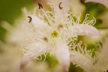 Narin, beyaz, püsküllü taç yaprakları ve pembe tomurcukları ile yeşil-sarı, bulanık bir arka plan üzerine kurulmuş Menyanthes çiçek kümesi.