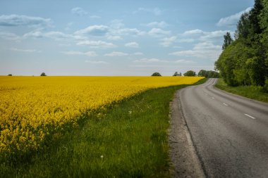 Dolambaçlı kırsal bir yol, sarı kolza tohumu tarlalarından ve parlak mavi gökyüzünün altındaki yemyeşil ağaçlardan ve dağınık bulutlardan oluşan manzaralı bir araziden geçer..