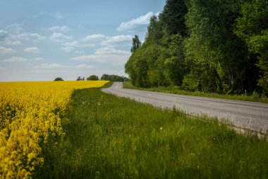 Dolambaçlı kırsal bir yol, sarı kolza tohumu tarlalarından ve parlak mavi gökyüzünün altındaki yemyeşil ağaçlardan ve dağınık bulutlardan oluşan manzaralı bir araziden geçer..