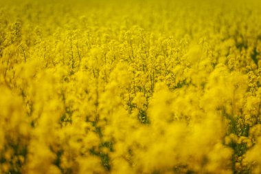 Parlak sarı kolza tohumu çiçeklerinden oluşan canlı bir yakın plan, yayılan altın bir tarlanın yumuşak odak zeminine kurulmuş..